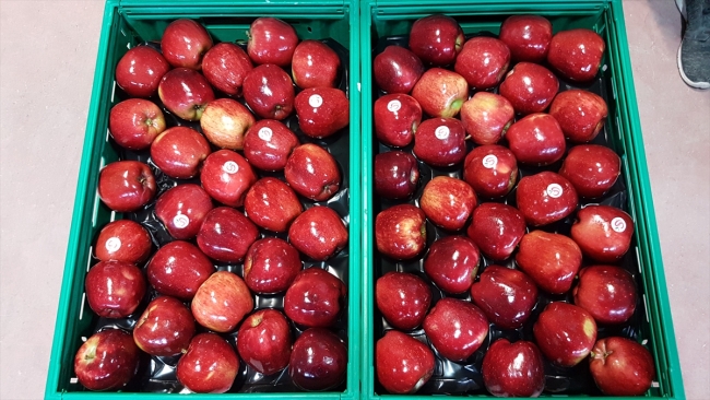 Organik mumlanan elmaların yeni rotası Uzak Doğu